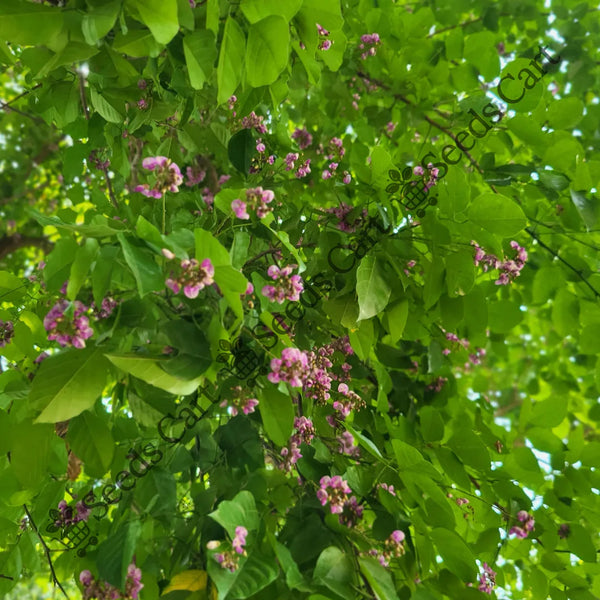 Indian Beech Tree — seed packet | Buy tree seeds online India | SeedsCart