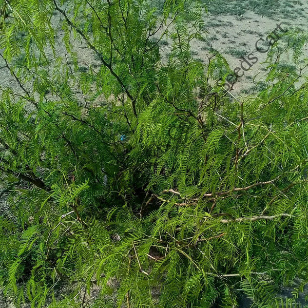 Chilean Mesquite Seeds — seed packet | Buy vegetable seeds online India | SeedsCart