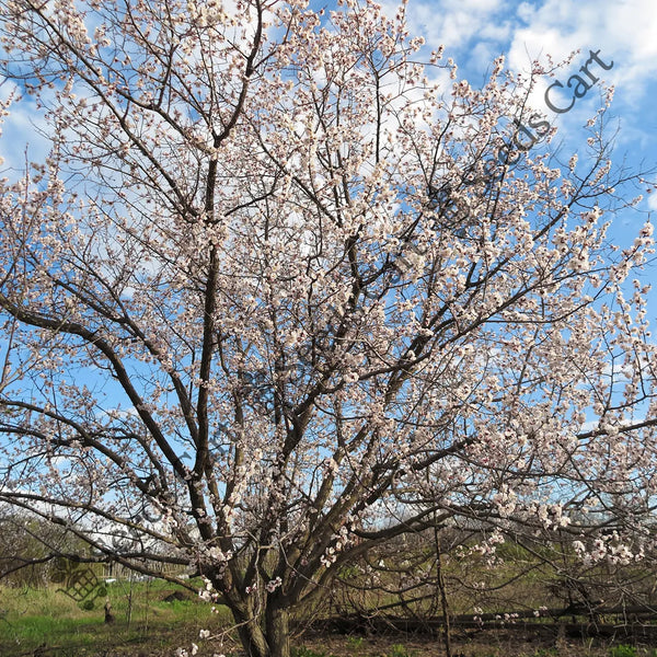 The Apricot Seeds — seed packet | Buy vegetable seeds online India | SeedsCart