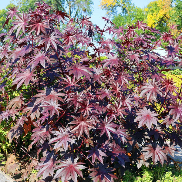 Castor Oil Plant — seed packet | Buy vegetable seeds online India | SeedsCart