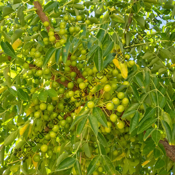 Reetha Seeds — seed packet | Buy vegetable seeds online India | SeedsCart