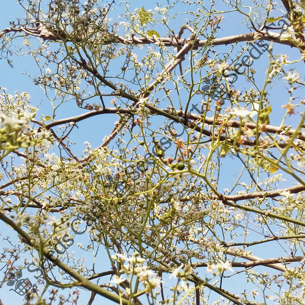 Marking Nut Tree — seed packet | Buy tree seeds online India | SeedsCart