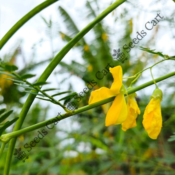 Egyptian Pea Seeds — seed packet | Buy vegetable seeds online India | SeedsCart