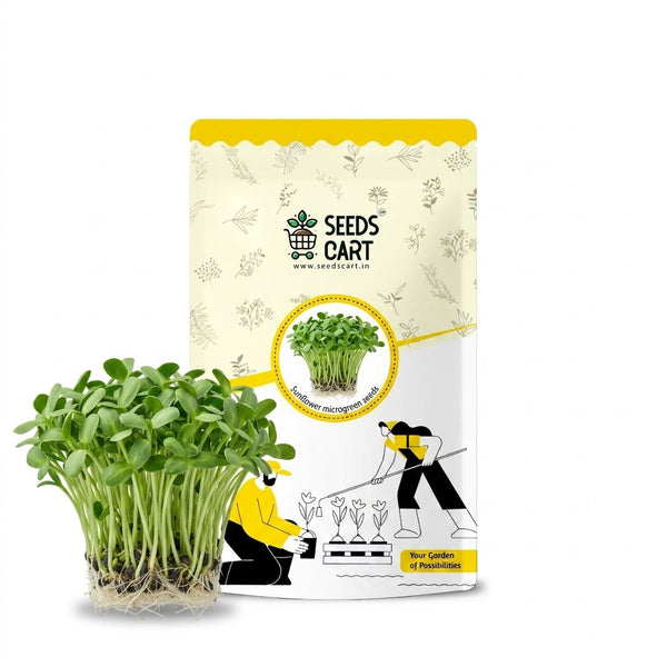Sunflower Microgreen Seeds