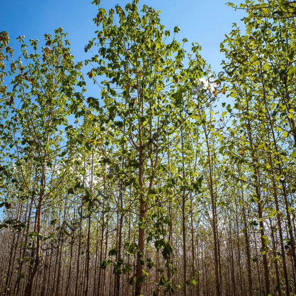 Teak Seeds — seed packet | Buy tree seeds online India | SeedsCart