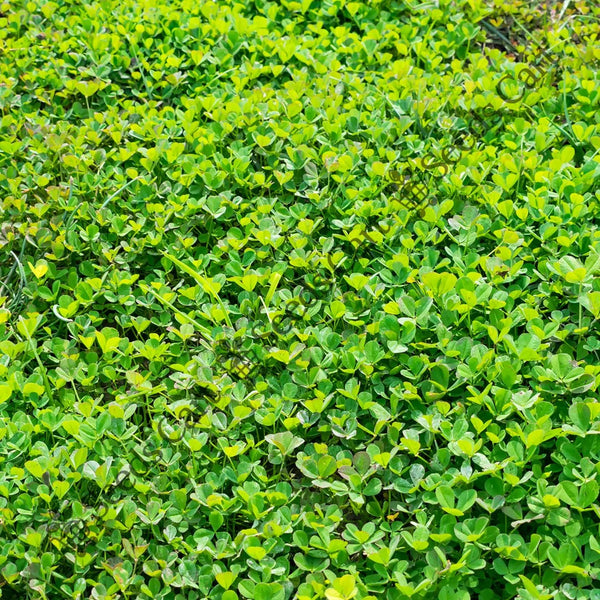 Egyptian Clover Seeds — seed packet | Buy vegetable seeds online India | SeedsCart