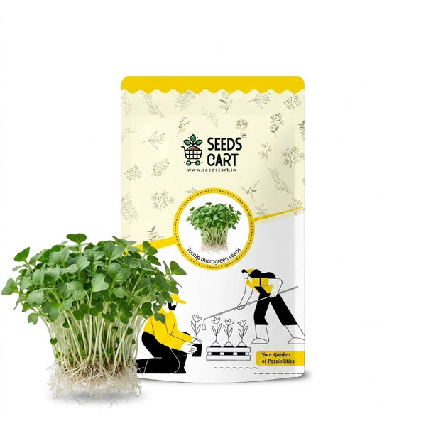 Turnip Microgreen Seeds