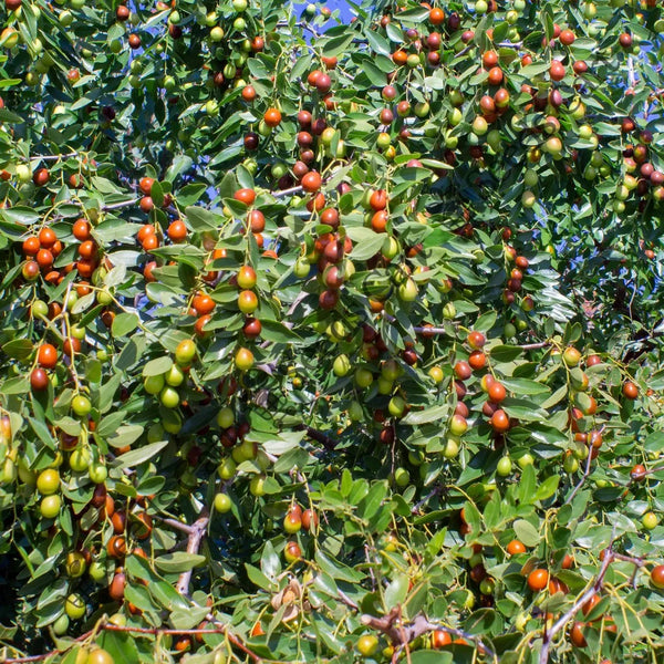 Chinese Jujube Seeds — seed packet | Buy vegetable seeds online India | SeedsCart