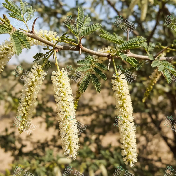 Acacia senegal Seeds (Gum Acacia)
