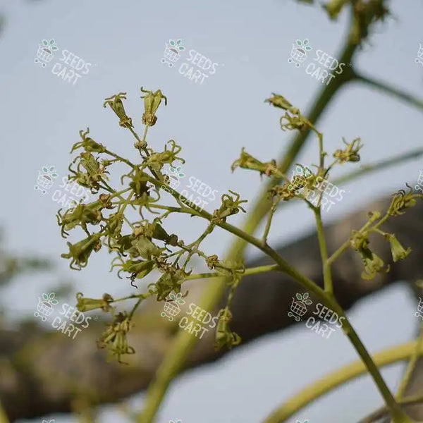 Ailanthus excelsa Seeds (Indian Tree of Heaven)
