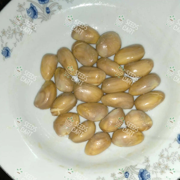 Artocarpus heterophyllus Seeds (Jackfruit)