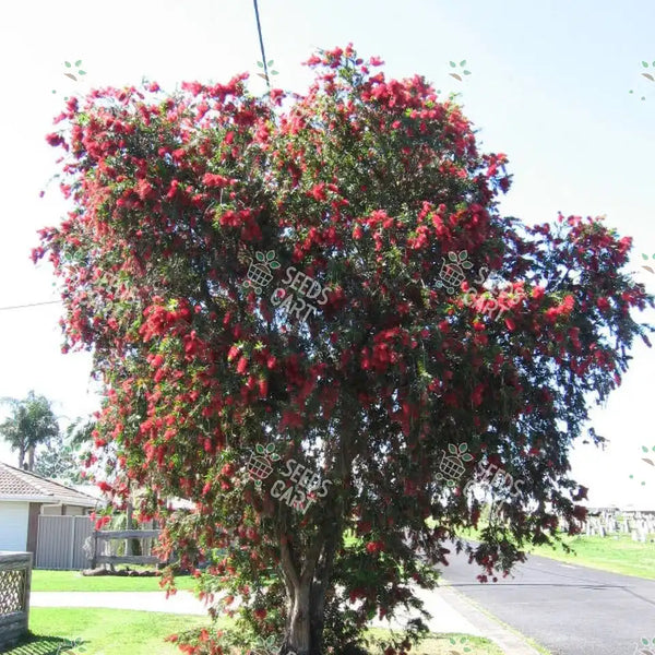 Callistemon viminalis Seeds (Weeping Bottlebrush)