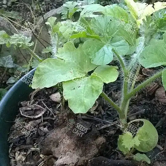 Citrullus lanatus Seeds (Watermelon)