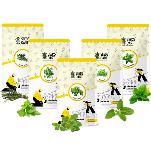 Indian Herb Combo (Tulsi, Coriander & More)