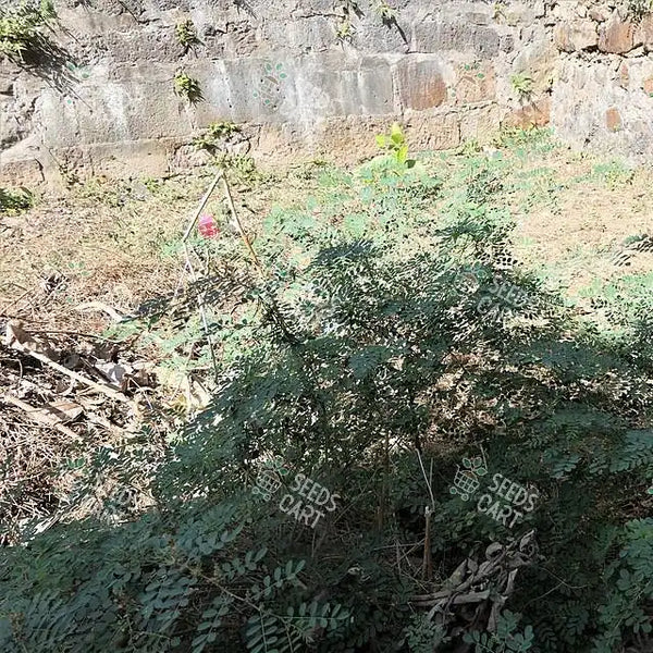 Indigofera tinctoria Seeds (Common Indigo)