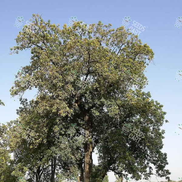 Madhuca longifolia Seeds (South indian mahua)