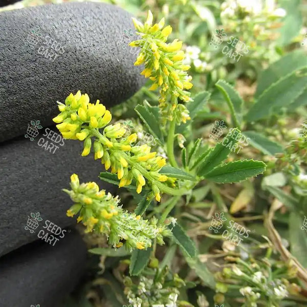 Melilotus indica Seeds (Indian sweet-clover)