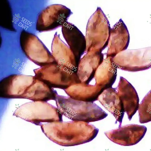 Millettia pinnata Seeds (Indian Beech)