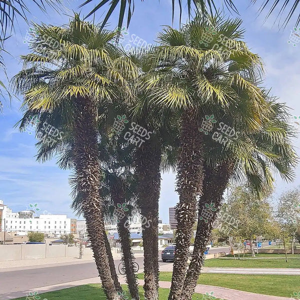 Phoenix humilis Seeds (Dwarf Date Palm)
