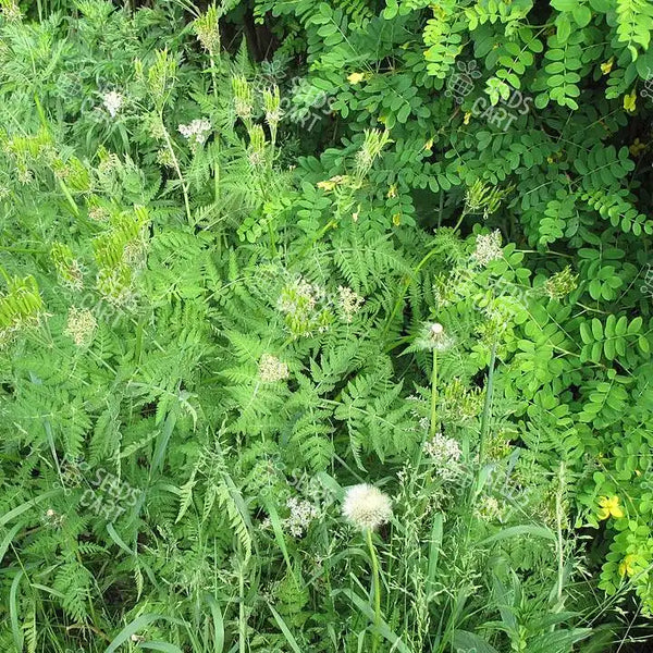 Pimpinella anisum Seeds (Aniseed)