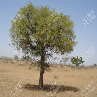 Prosopis cineraria