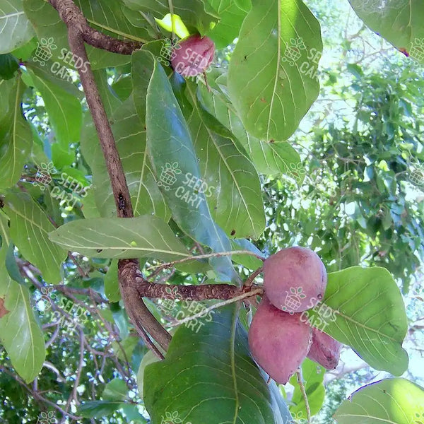Terminalia catappa Seeds (Indian Almond tree)