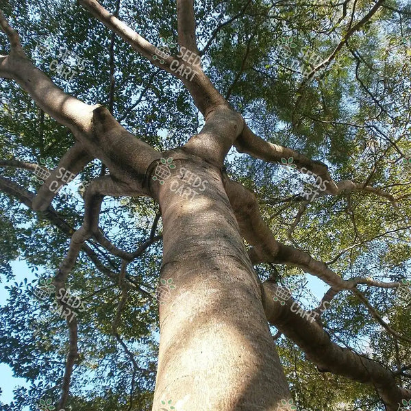 Terminalia mantaly Seeds (Mantaly)