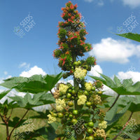 Castor Oil Plant (Ricinus communis)
