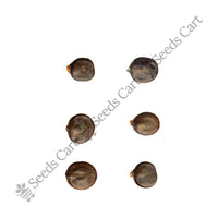 Betel-Nut Palm — tree seeds | Agroforestry seeds India | SeedsCart