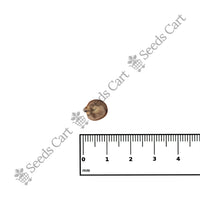 Betel-Nut Palm — full grown tree | ISF certified tree seeds | SeedsCart