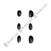 Shikakai Seeds — harvest ready plant | Grow at home India | SeedsCart