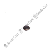 Shikakai Seeds — mature plant in pot | Kitchen garden seeds | SeedsCart