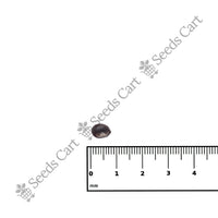 Shikakai Seeds — growing seedlings | ISF certified seeds | SeedsCart