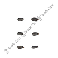 Soapbush Wattle Seeds — seeds close-up | High germination rate | SeedsCart