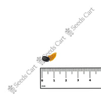 Brown Salwood Seeds — growing seedlings | ISF certified seeds | SeedsCart