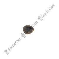 Black Wattle Seeds — seeds close-up | High germination rate | SeedsCart