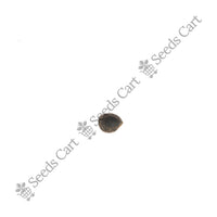 Black Wattle Seeds — mature plant in pot | Kitchen garden seeds | SeedsCart