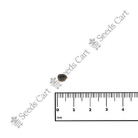 Black Wattle Seeds — growing seedlings | ISF certified seeds | SeedsCart