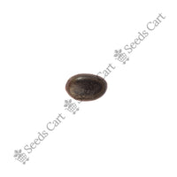 Umbrella Thorn Seeds — seeds close-up | High germination rate | SeedsCart