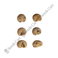 Baobab Seeds — tree seeds | Agroforestry seeds India | SeedsCart