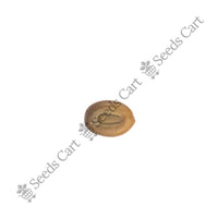 Frywood Seeds — seeds close-up | High germination rate | SeedsCart