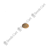 Frywood Seeds — mature plant in pot | Kitchen garden seeds | SeedsCart
