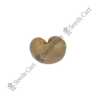 Cashew Nut Seeds — seeds close-up | High germination rate | SeedsCart