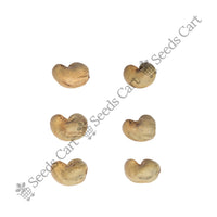 Cashew Nut Seeds — harvest ready plant | Grow at home India | SeedsCart