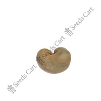 Cashew Nut Seeds — mature plant in pot | Kitchen garden seeds | SeedsCart
