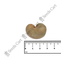 Cashew Nut Seeds — growing seedlings | ISF certified seeds | SeedsCart