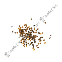 Bitterweed Seeds — harvest ready plant | Grow at home India | SeedsCart