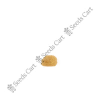 Bitterweed Seeds — mature plant in pot | Kitchen garden seeds | SeedsCart