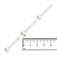 Bitterweed Seeds — growing seedlings | ISF certified seeds | SeedsCart