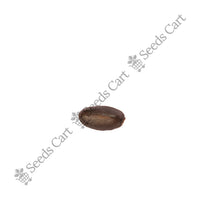 Soursop Seeds — mature plant in pot | Kitchen garden seeds | SeedsCart